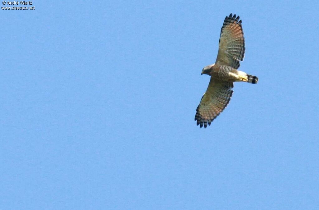 Roadside Hawk