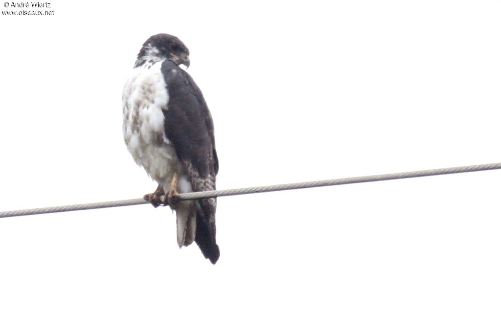 Augur Buzzard