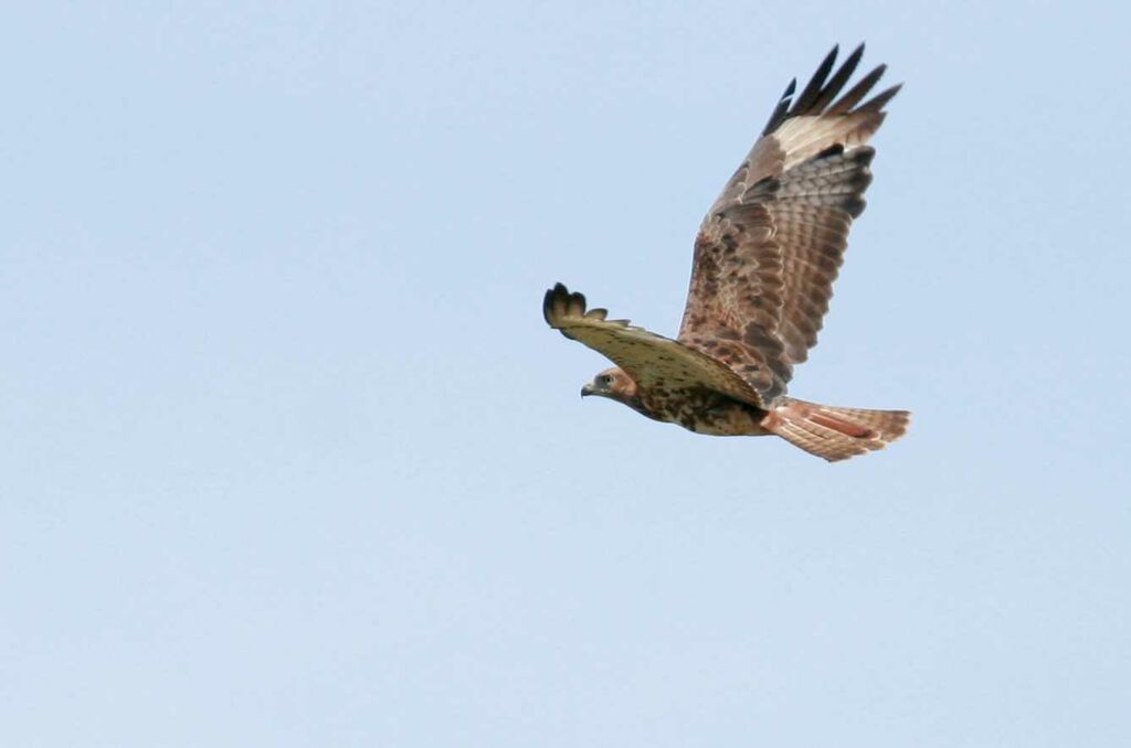 Red-necked Buzzard, Flight