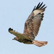 Red-necked Buzzard