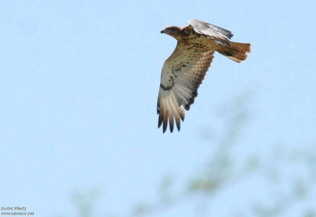 Red-necked Buzzardadult, Flight