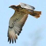 Red-necked Buzzard