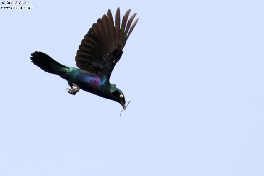 Splendid Starling, Flight