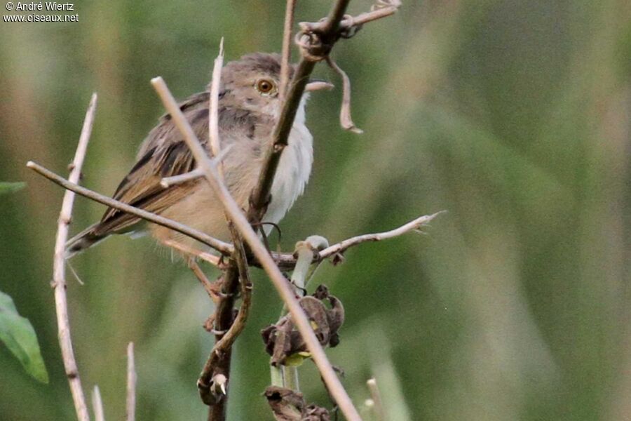 Short-winged Cisticola