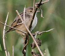 Short-winged Cisticola