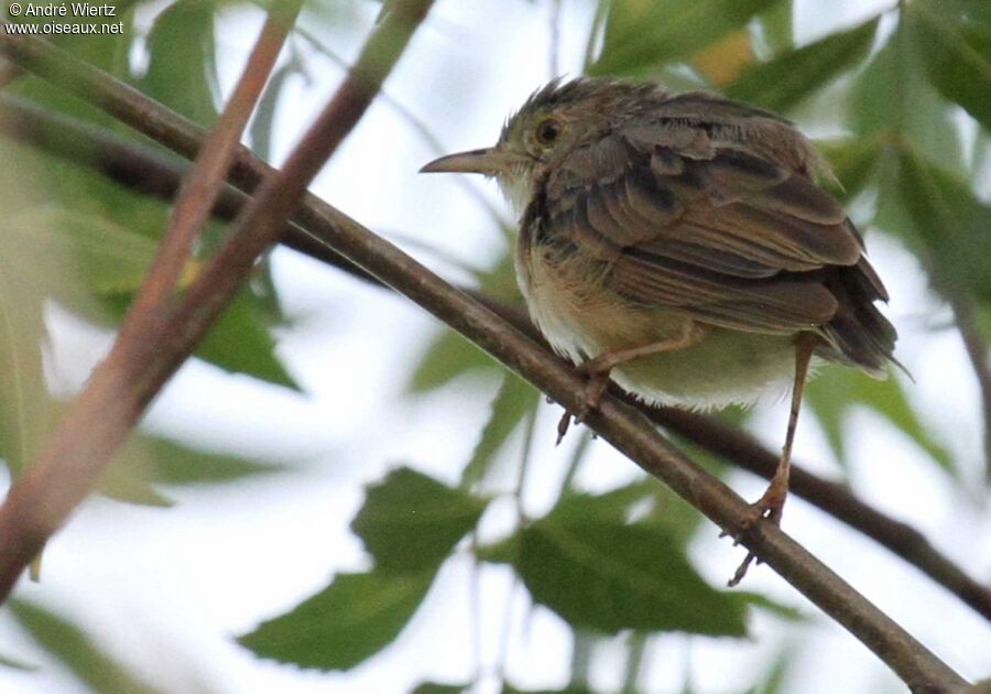 Short-winged Cisticola