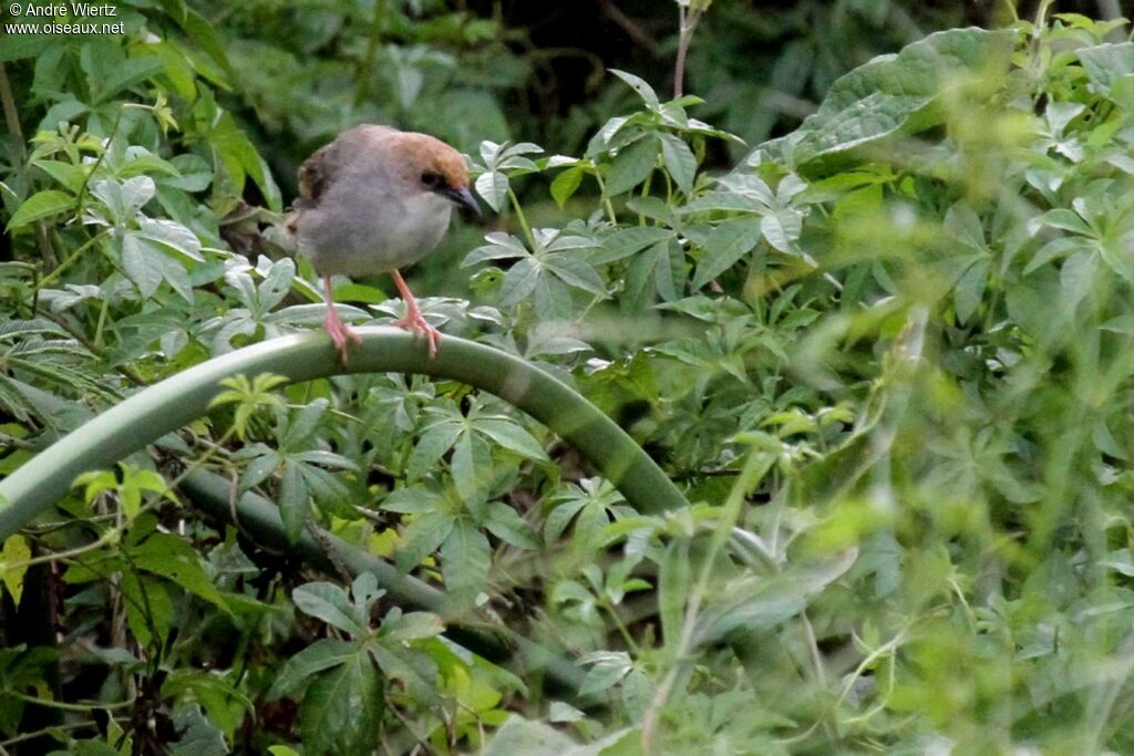 Chubb's Cisticola