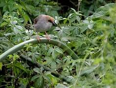 Chubb's Cisticola