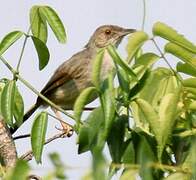 Whistling Cisticola