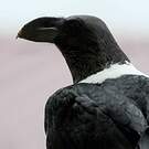 Corbeau à nuque blanche