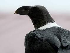 Corbeau à nuque blanche