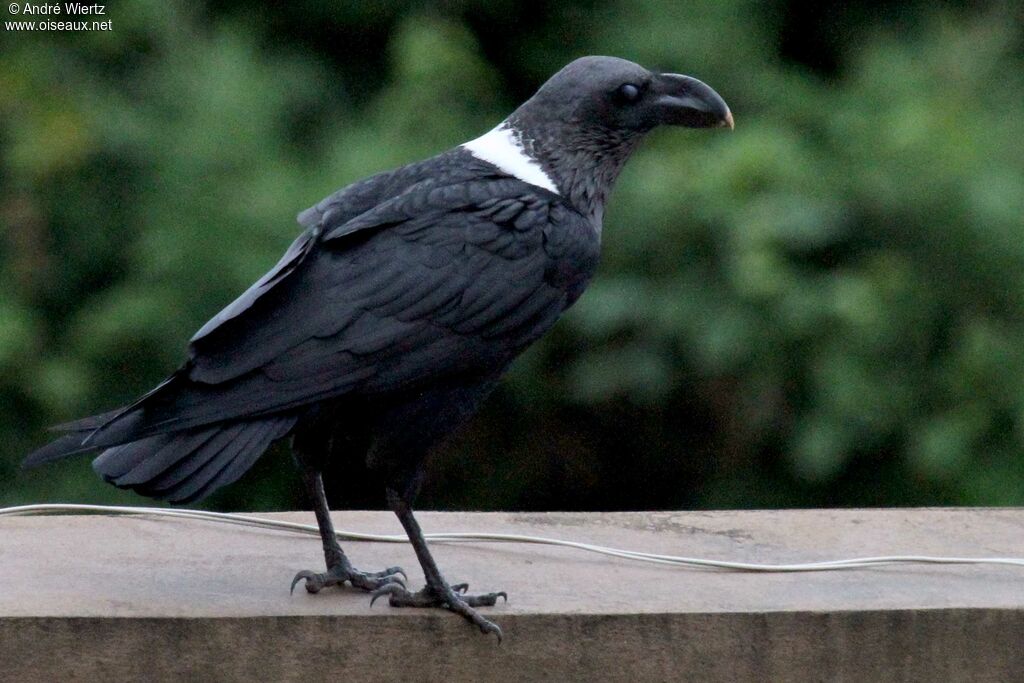 White-necked Raven