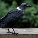Corbeau à nuque blanche