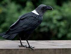 White-necked Raven