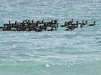 Cormoran de Socotra