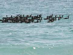 Socotra Cormorant