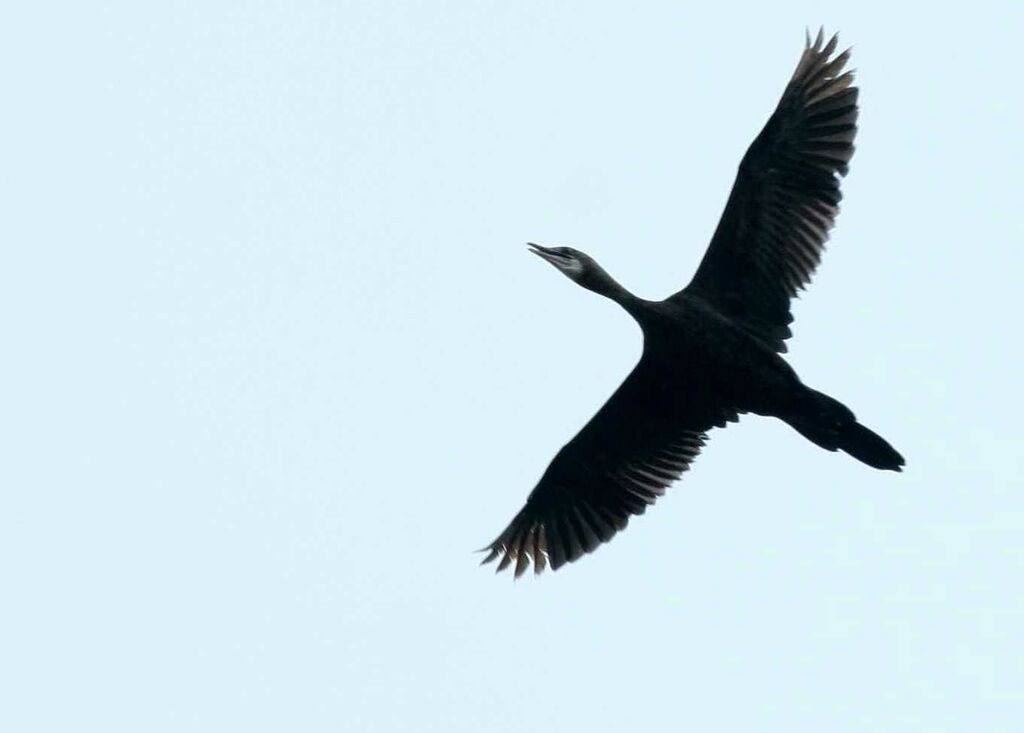 Little Cormorant, Flight