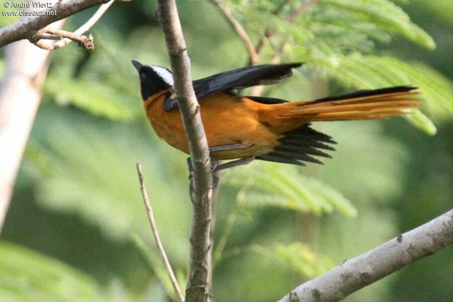 Snowy-crowned Robin-Chat