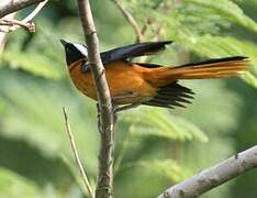 Snowy-crowned Robin-Chat