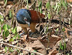 Coucal à ventre blanc