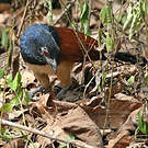 Coucal à ventre blanc