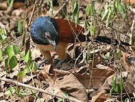 Coucal à ventre blanc