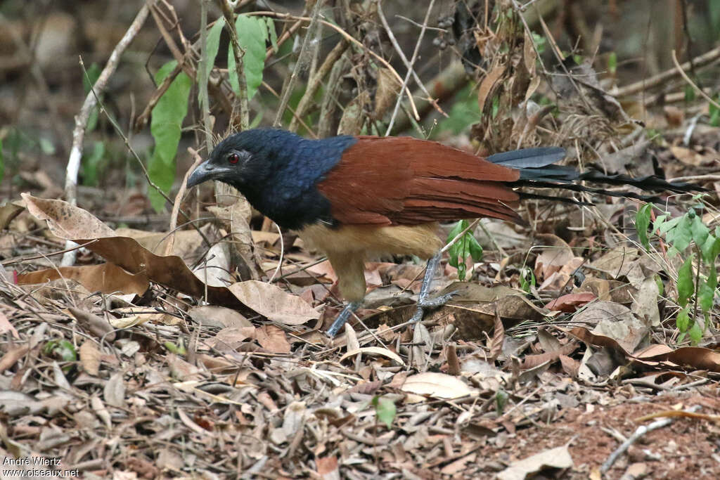 Black-throated Coucal