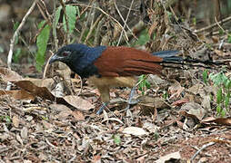 Black-throated Coucal