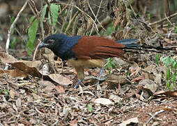 Coucal à ventre blanc