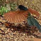Coucal à ventre blanc