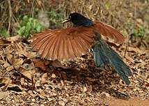 Coucal à ventre blanc