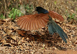 Black-throated Coucal