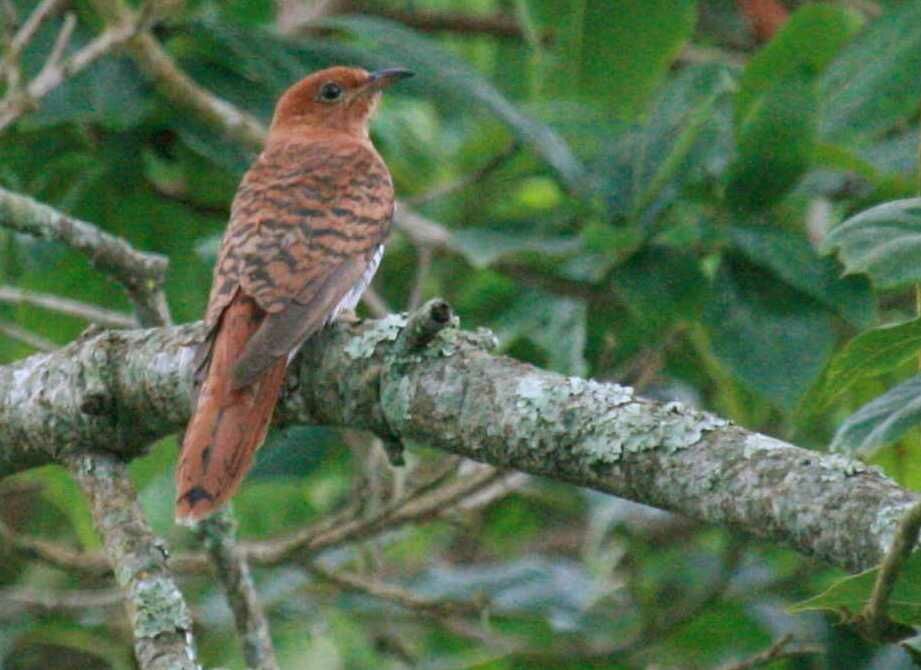 Grey-bellied Cuckoo female, identification