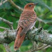 Grey-bellied Cuckoo