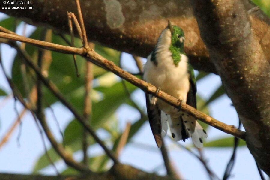 Klaas's Cuckoo