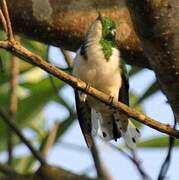 Klaas's Cuckoo