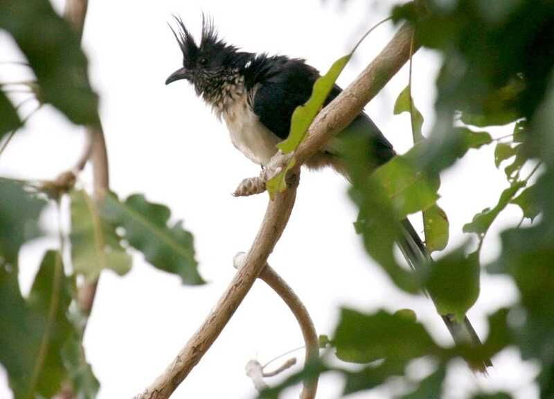 Levaillant's Cuckoo