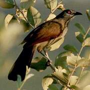 Brown Babbler