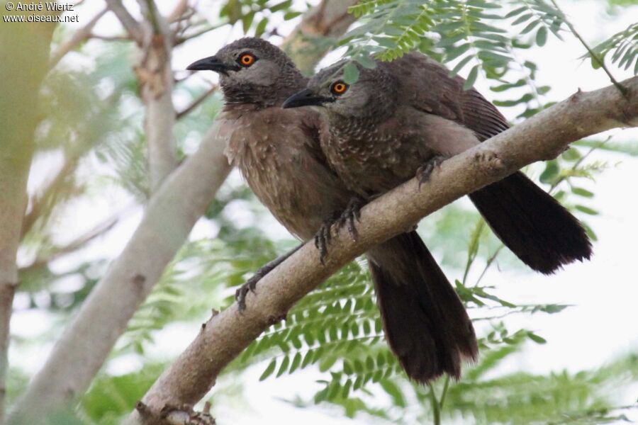 Brown Babbler