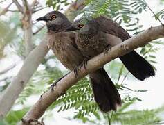 Brown Babbler