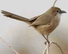 Iraq Babbler