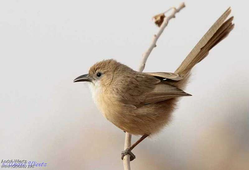 Iraq Babbleradult, identification