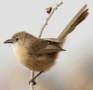 Iraq Babbler