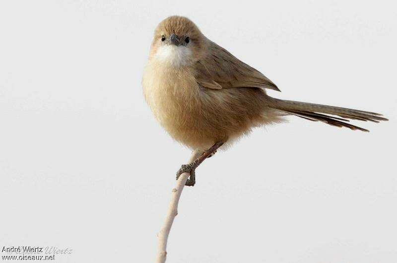 Iraq Babbler, close-up portrait