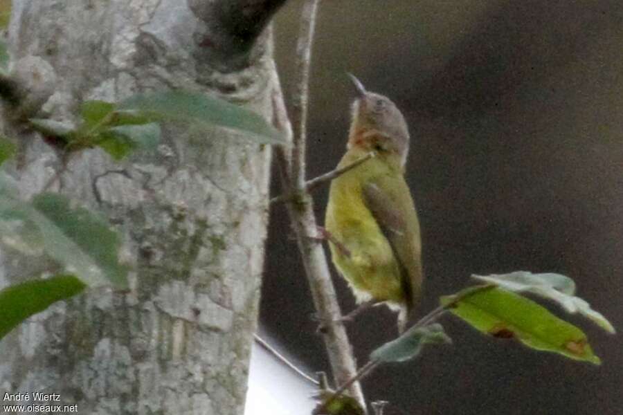 Lemon-bellied Crombec