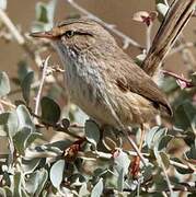 Streaked Scrub Warbler