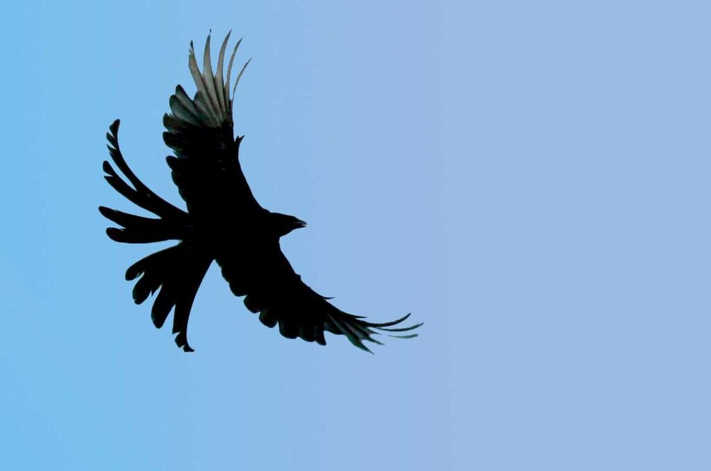 Black Drongo, Flight