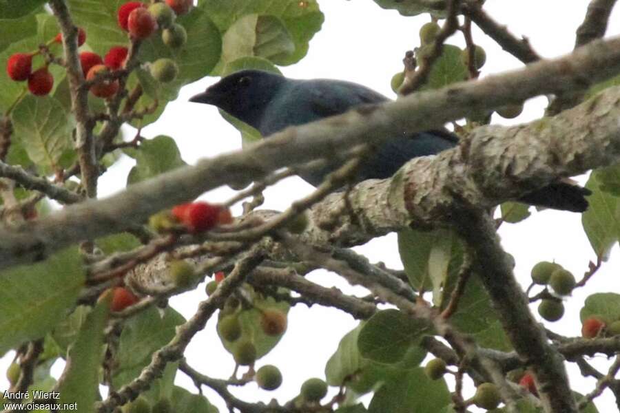 Blue Cuckooshrike