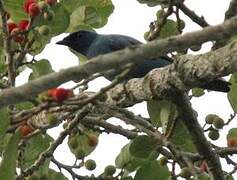 Blue Cuckooshrike