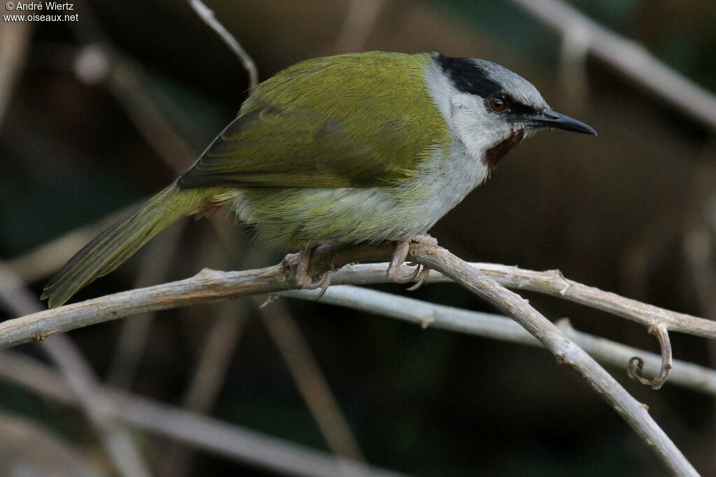 Grey-capped Warbler